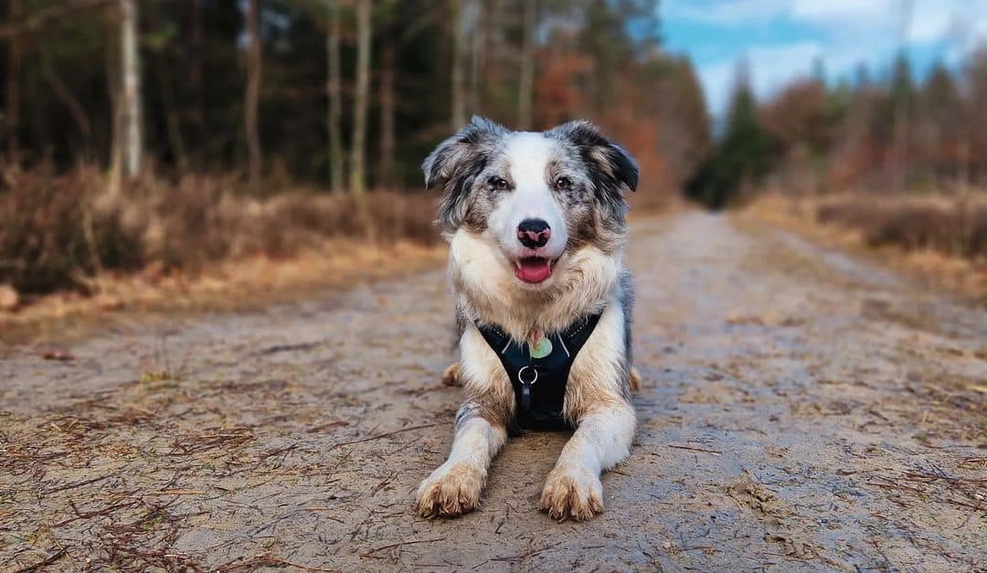 border collie entrenado con educación canina positiva