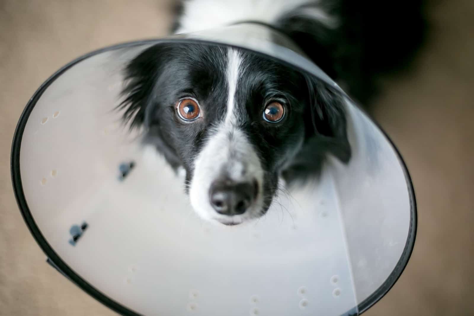 border collie con un collar isabelino