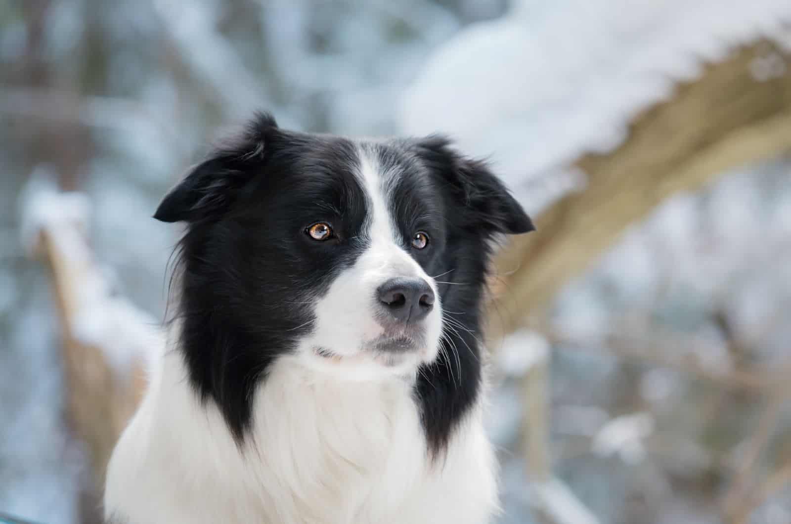 border collie con fondo nevado