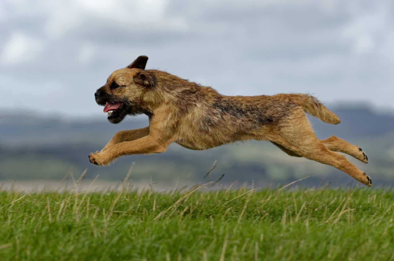 terrier fronterizo corriendo