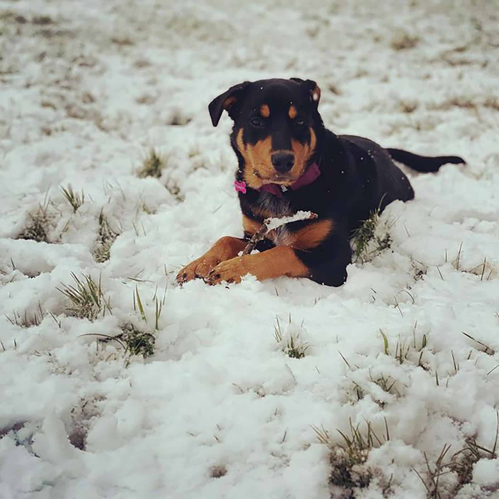 borderweiler acostado en la nieve