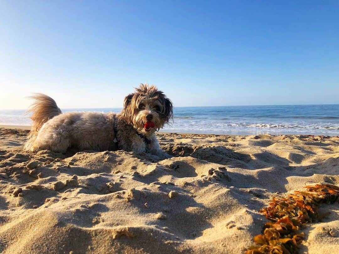 bordoodle en la playa