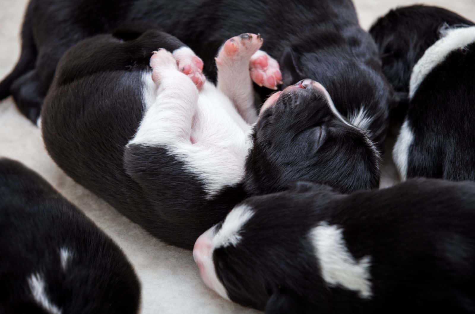 cachorros de border collie durmiendo juntos