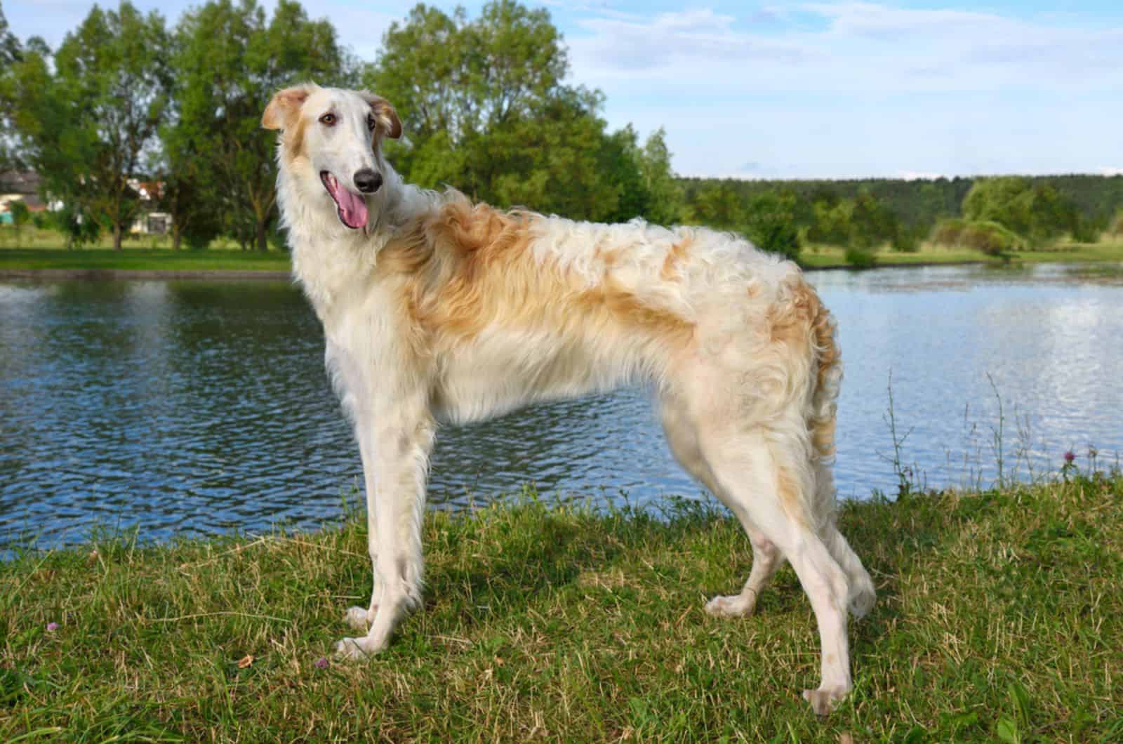 perro borzoi de pie cerca del río