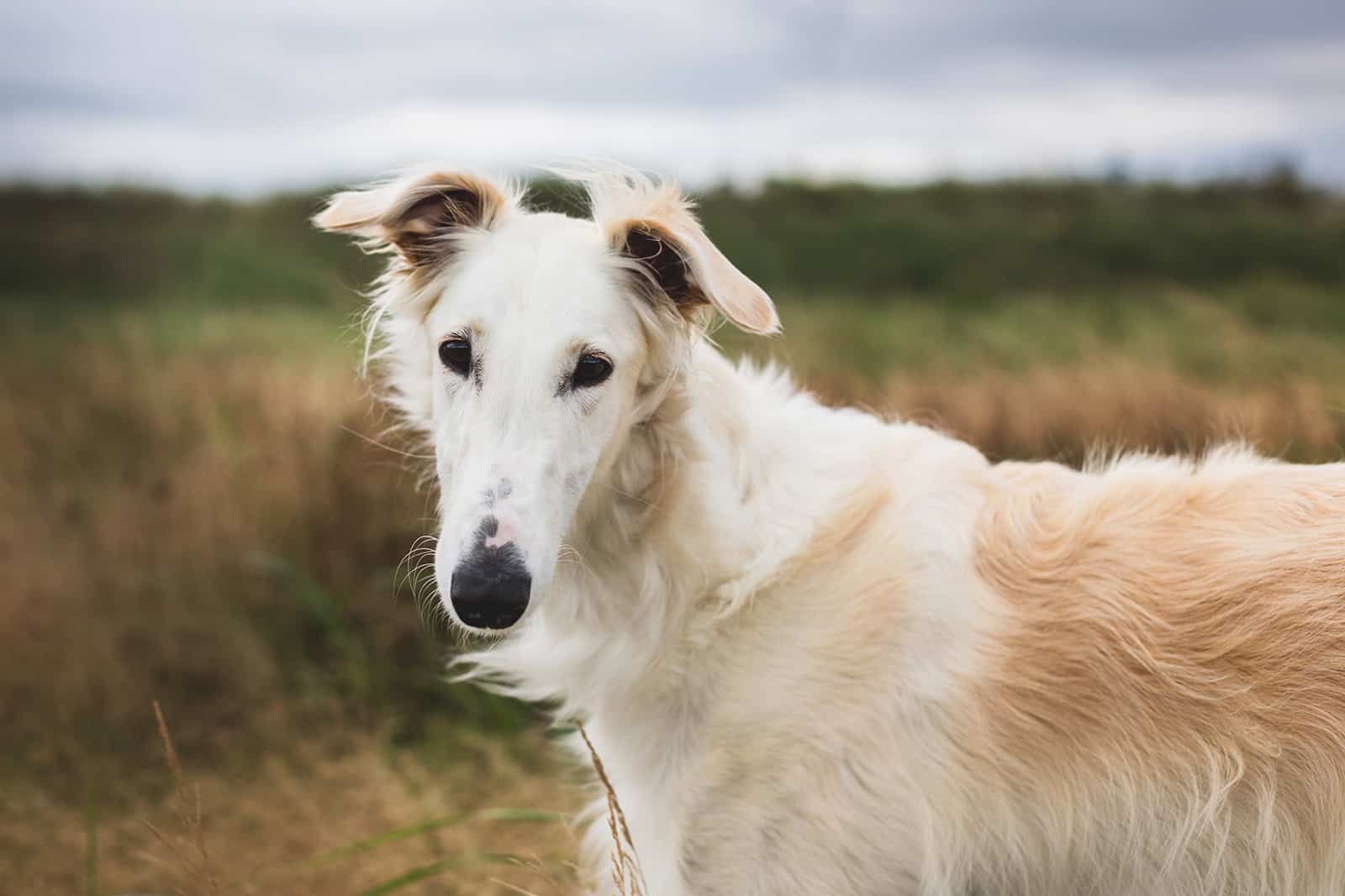 perro borzoi en el prado