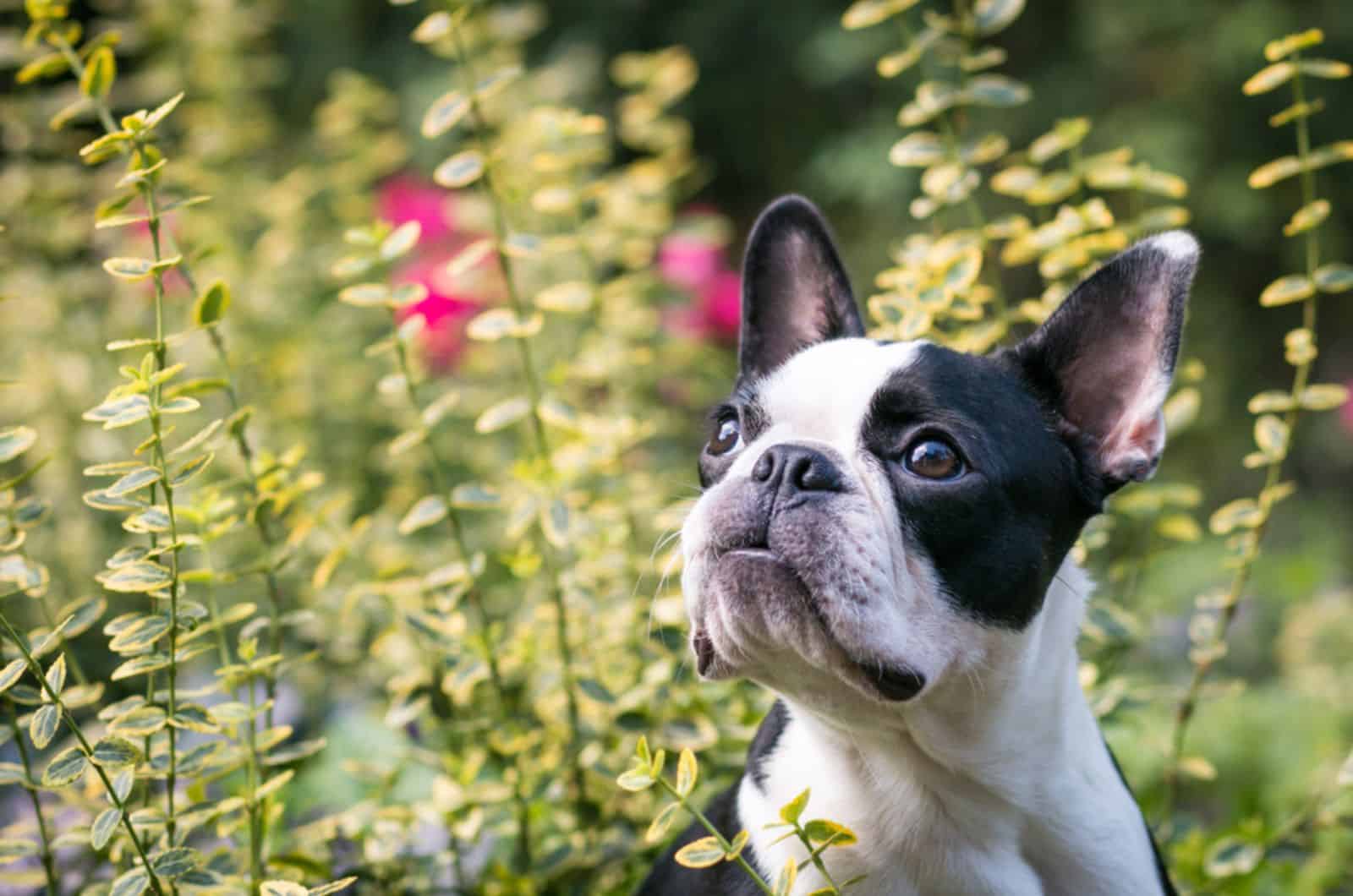 boston terrier en el jardín