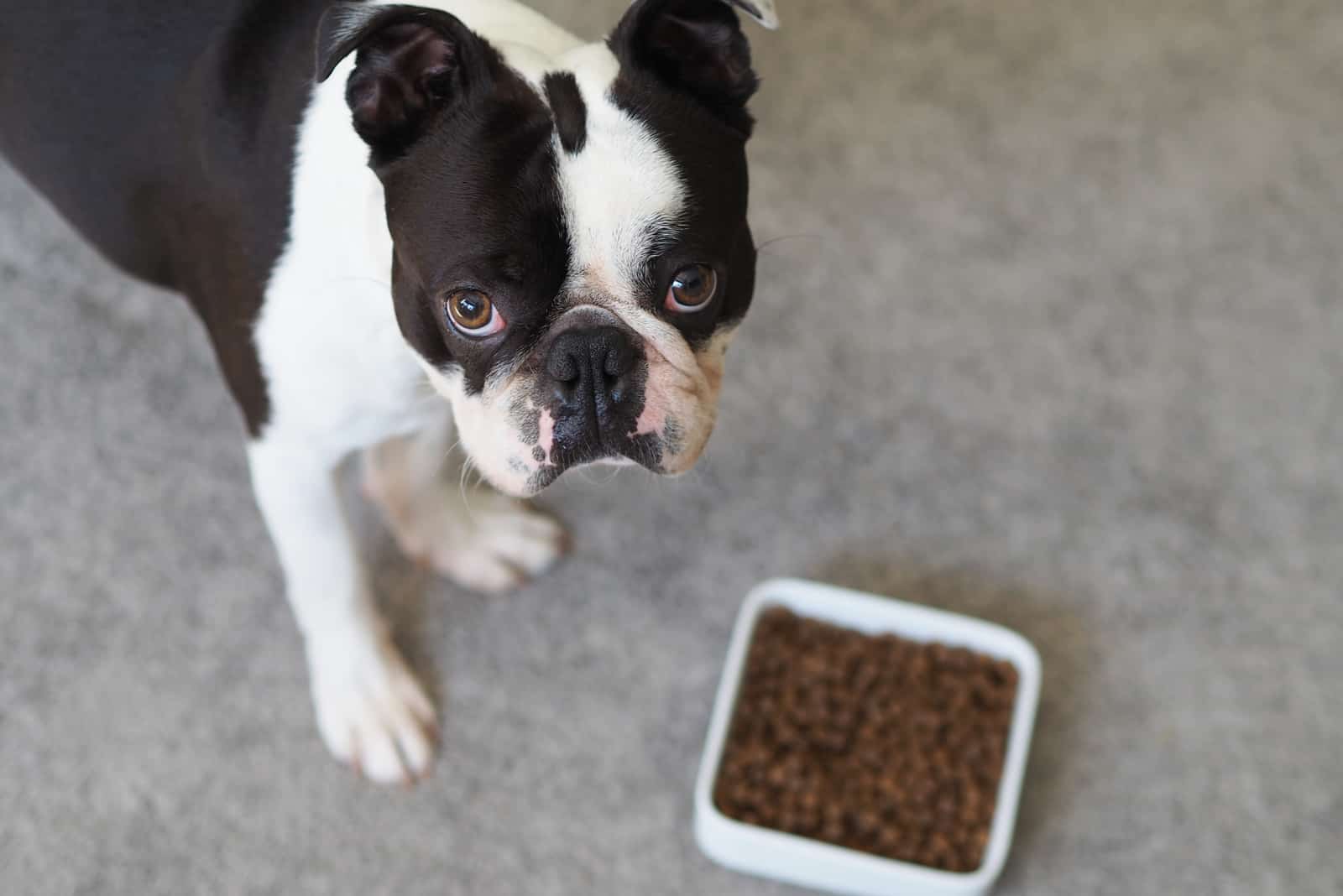 boston terrier comiendo comida para perros