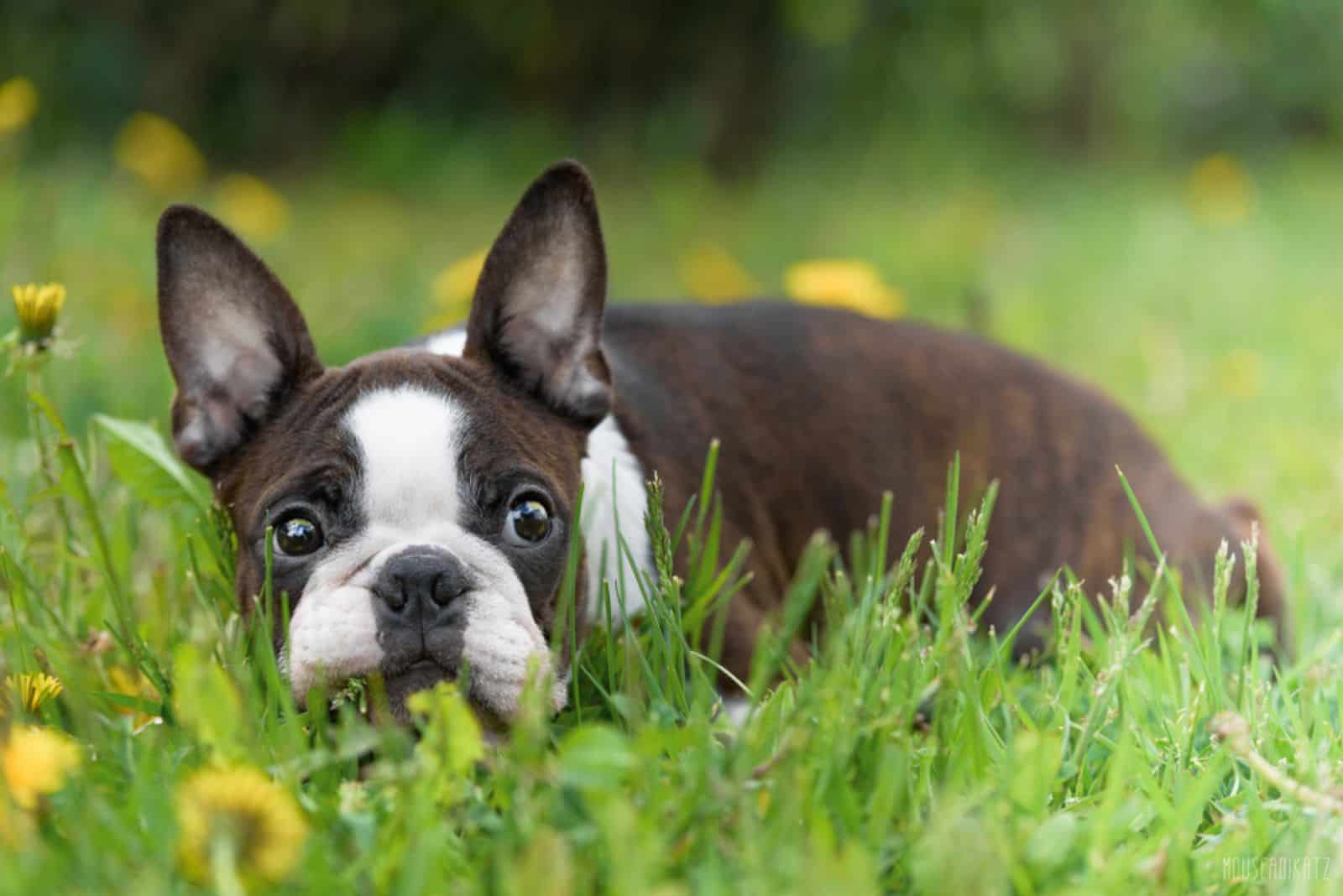 Boston Terrier en césped verde