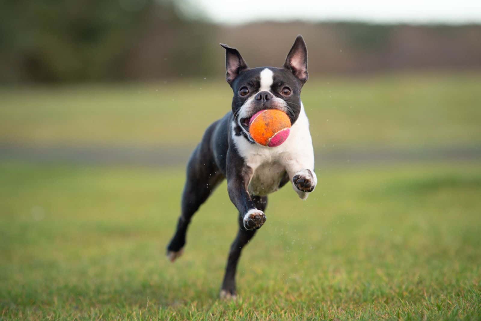 Boston Terrier corriendo con pelota en la boca