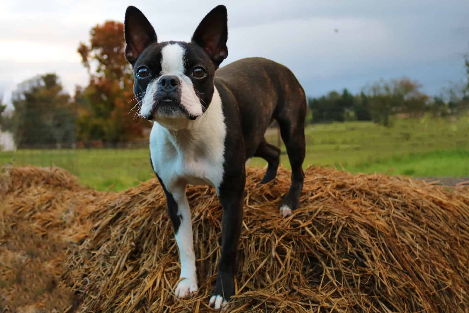terrier de boston de pie en heno