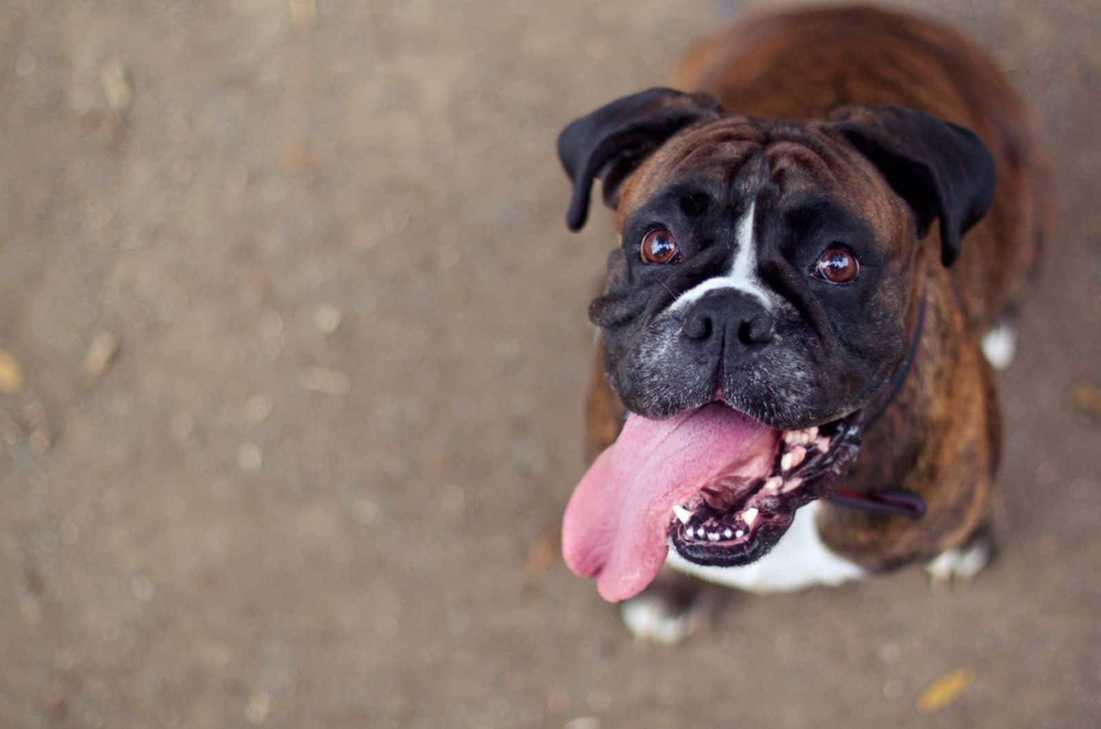 perro boxer con la lengua afuera
