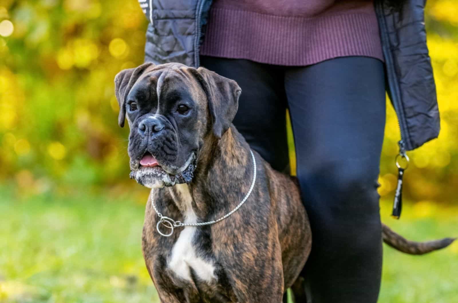 perro boxer y su dueño en el parque