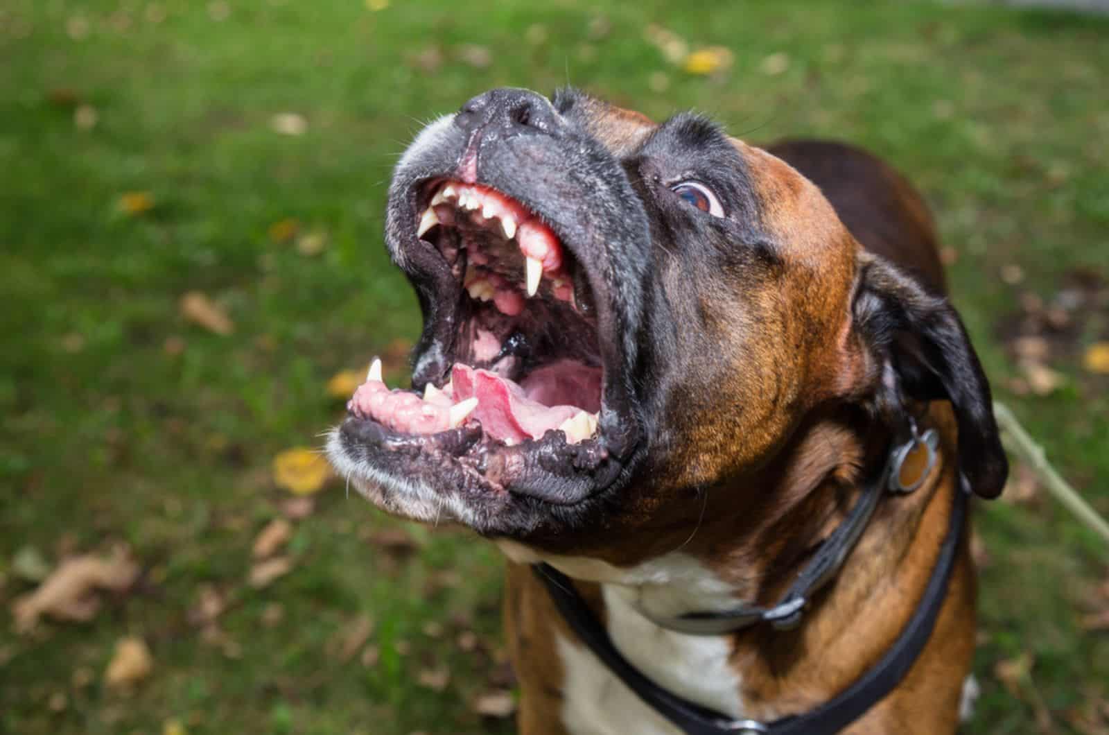 perro boxer ladrando al aire libre
