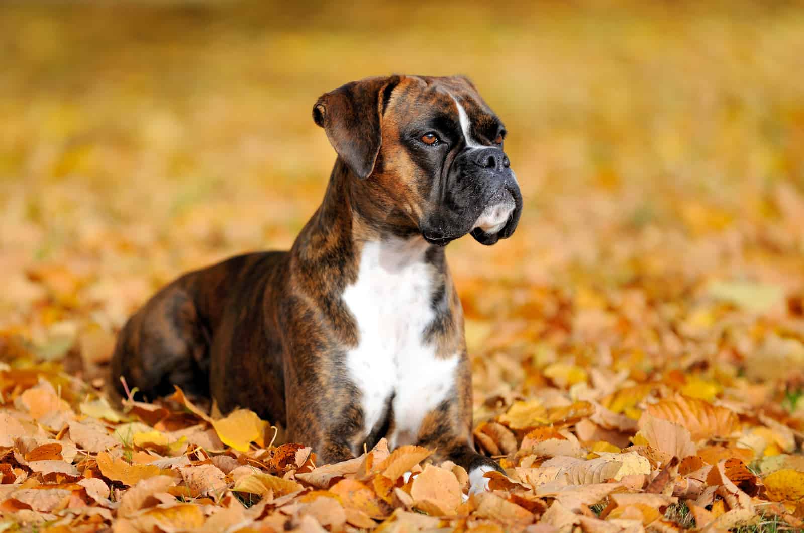 boxer acostado en las hojas