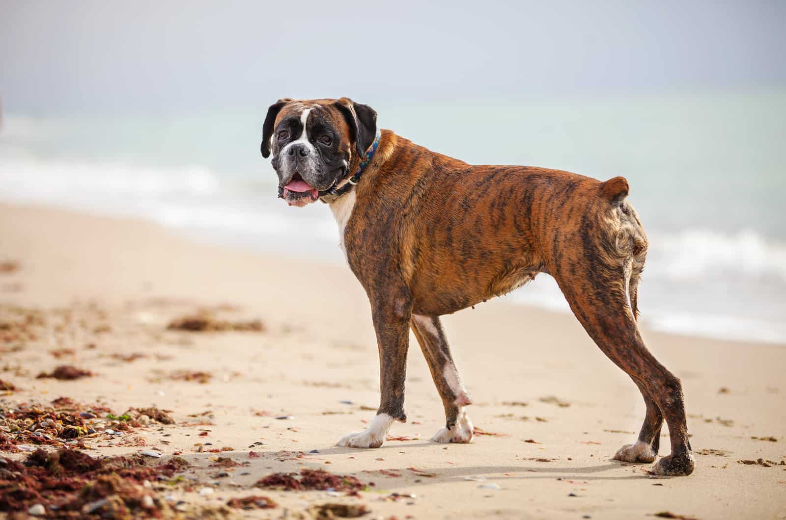 perro boxer en la playa