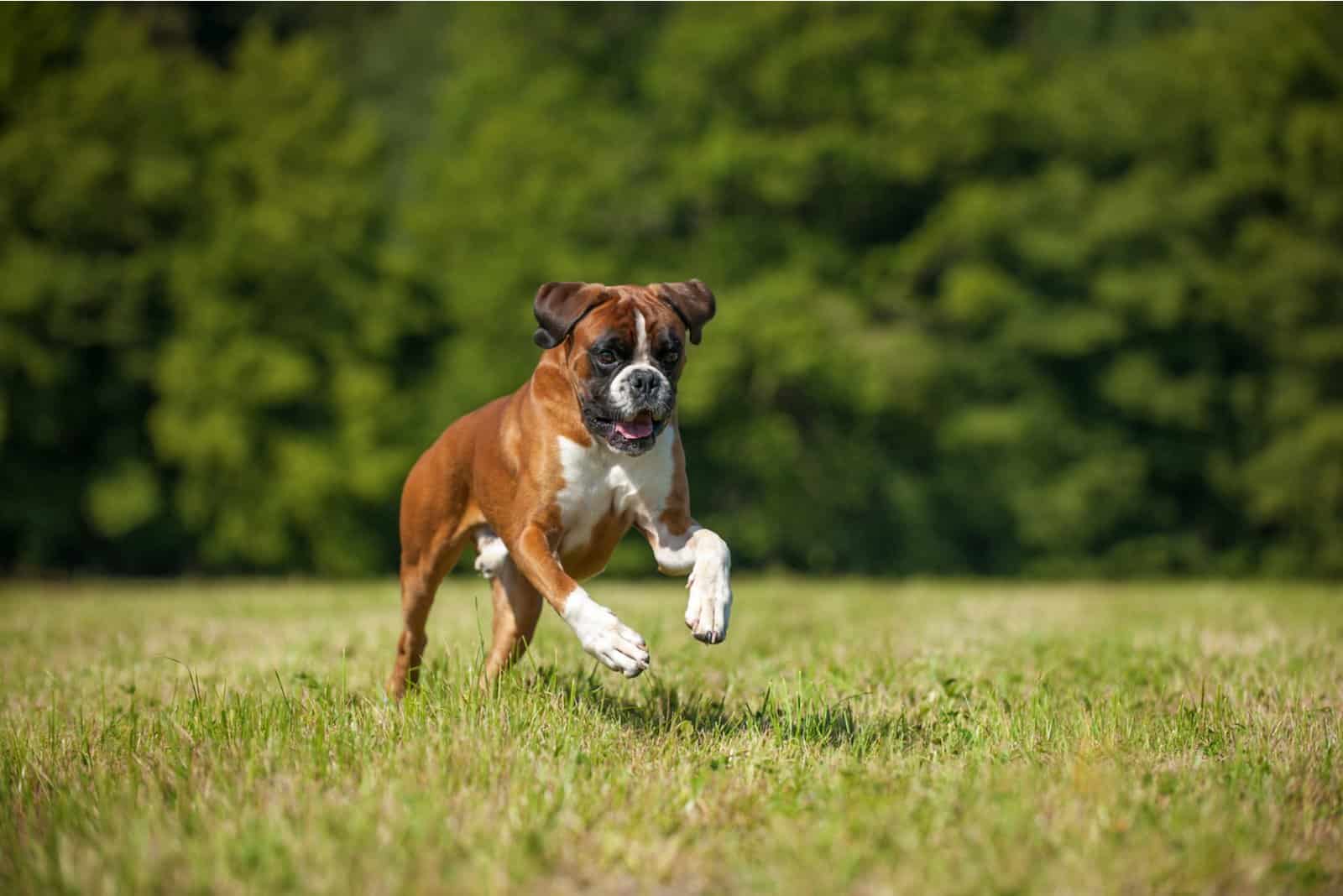 perro boxer corriendo en el césped
