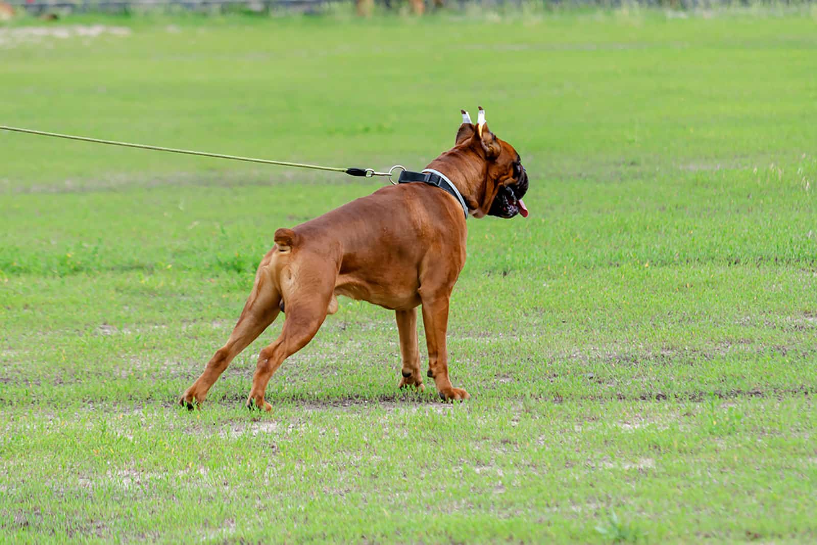 perro bóxer con orejas cortadas y cola recortada de pie en la hierba