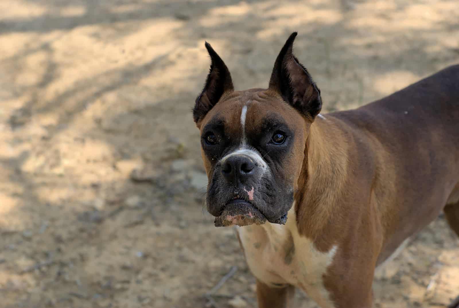 perro bóxer con orejas cortadas