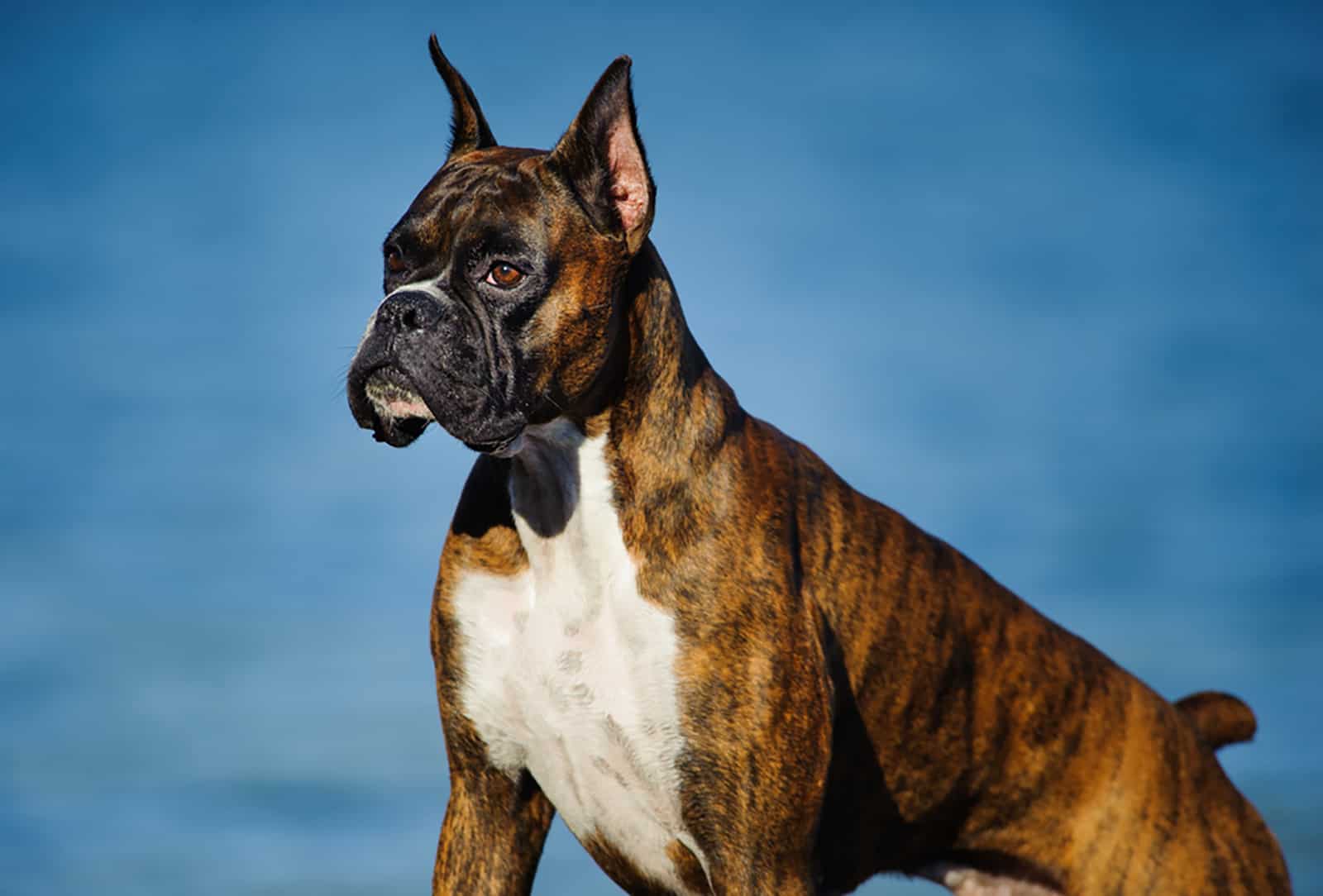 Perro bóxer con orejas cortadas