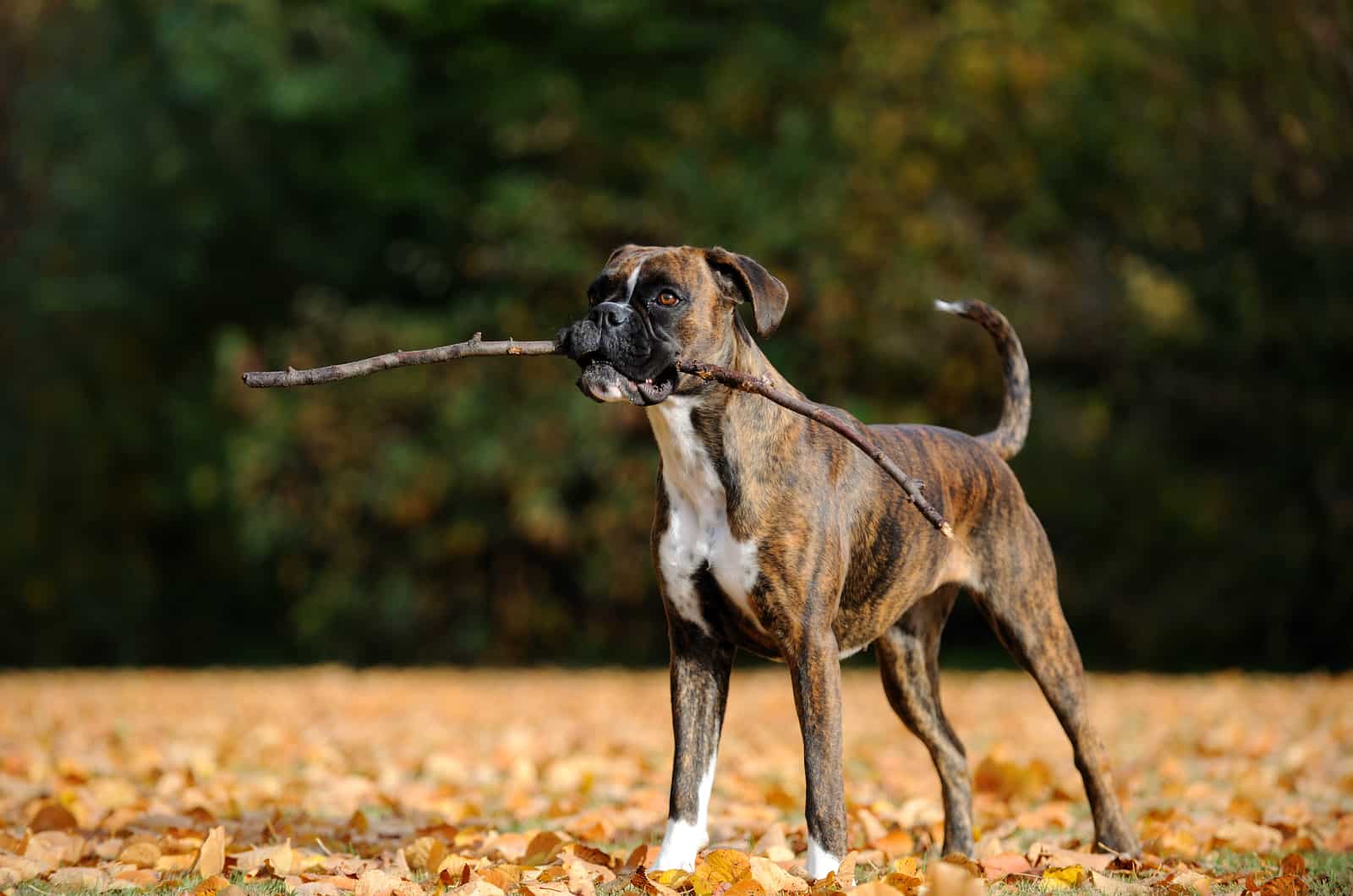 boxer sosteniendo un palo