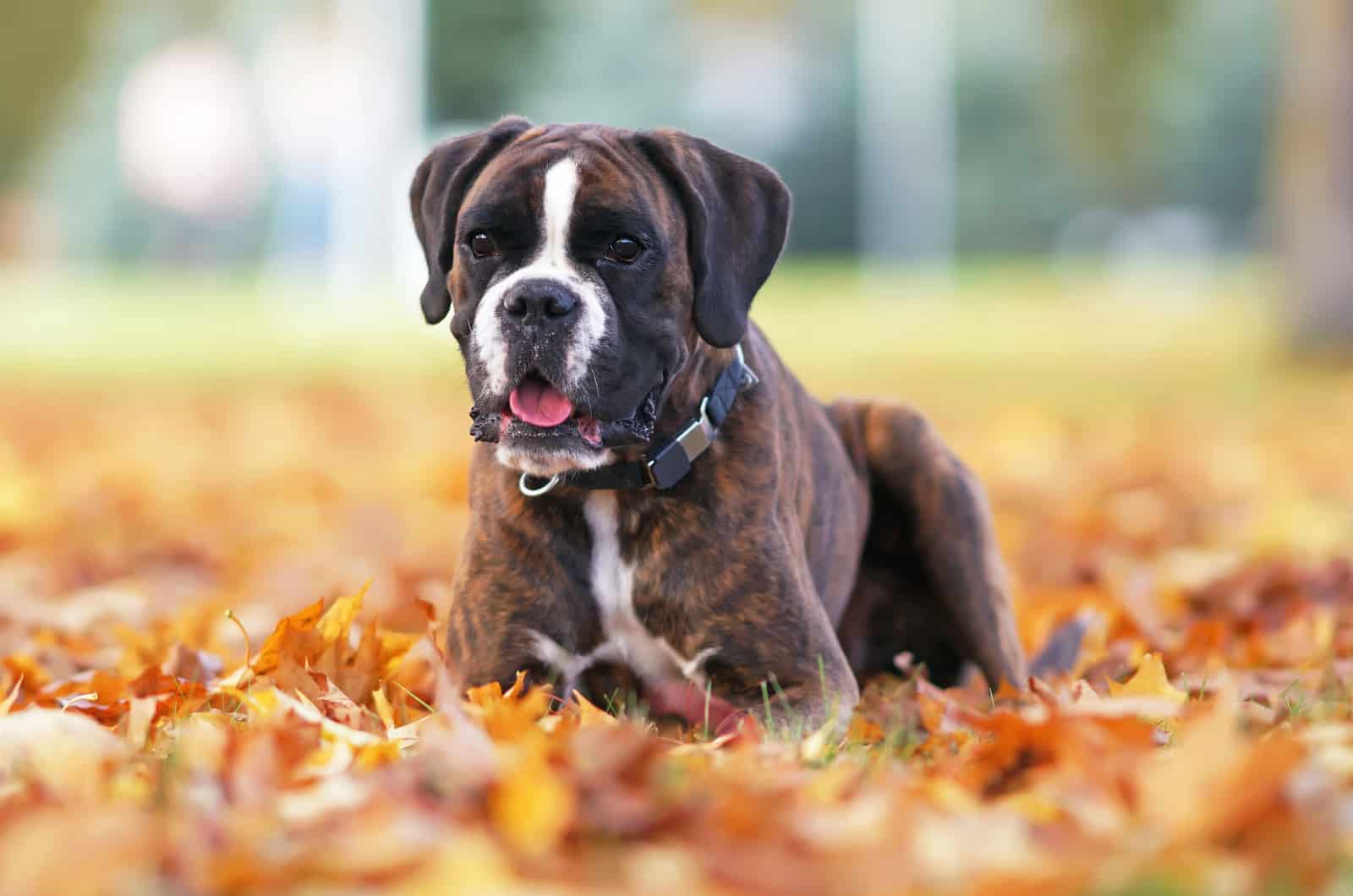 boxer en hojas de otoño