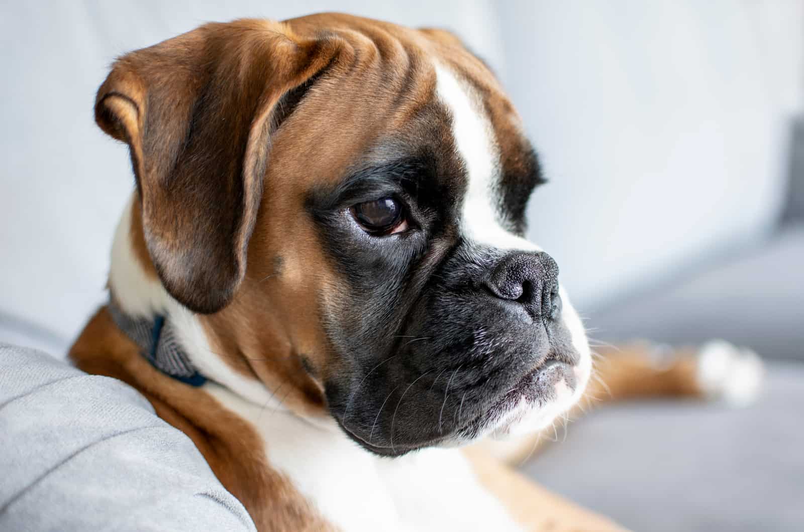 cachorro boxer primer plano