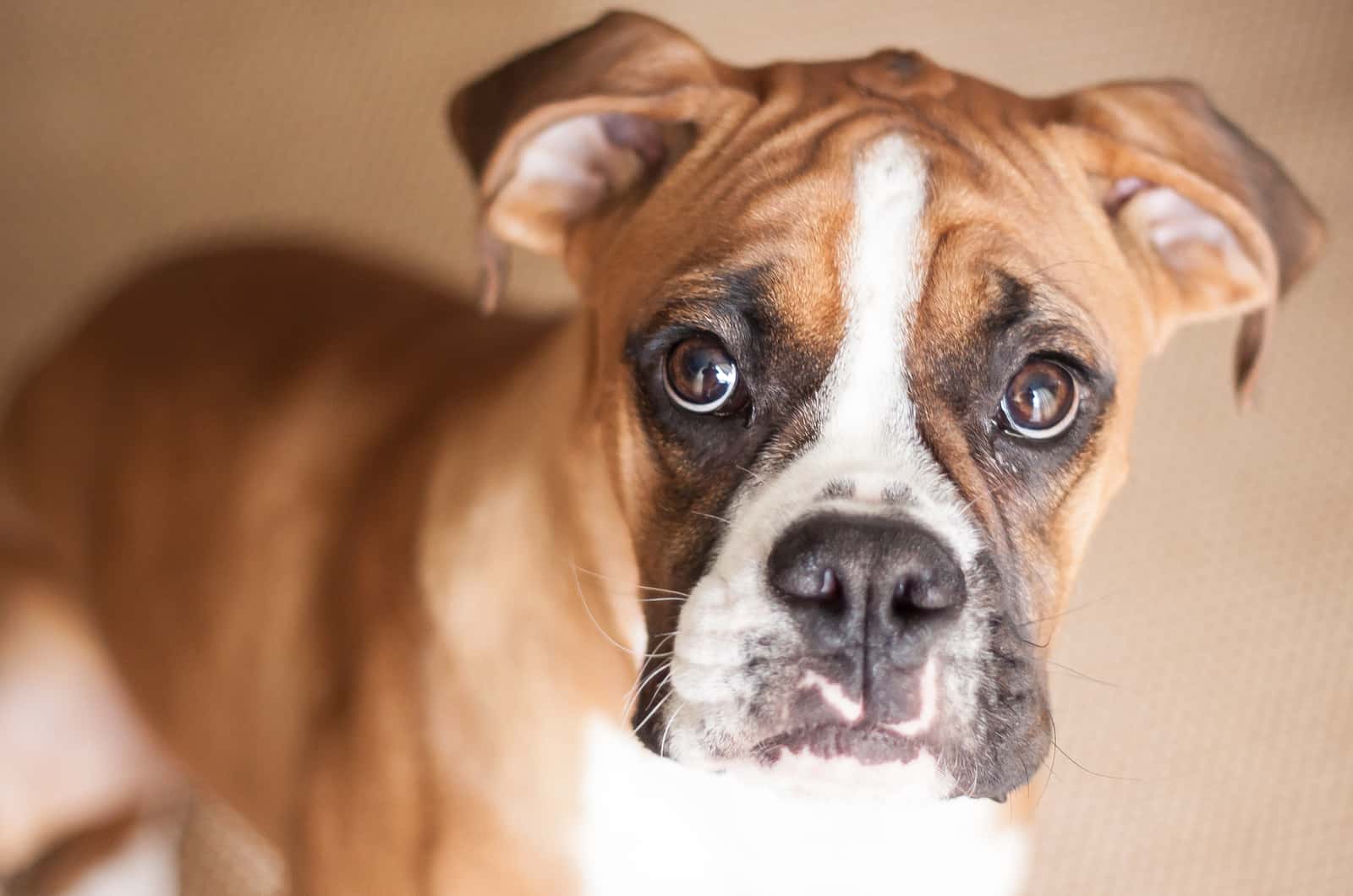 fotografía de primer plano de cachorro boxer