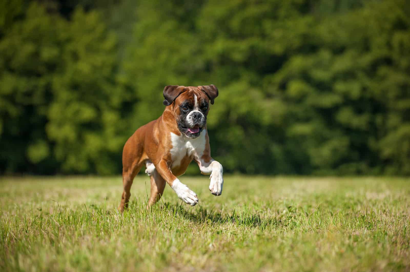 boxer corriendo por el campo