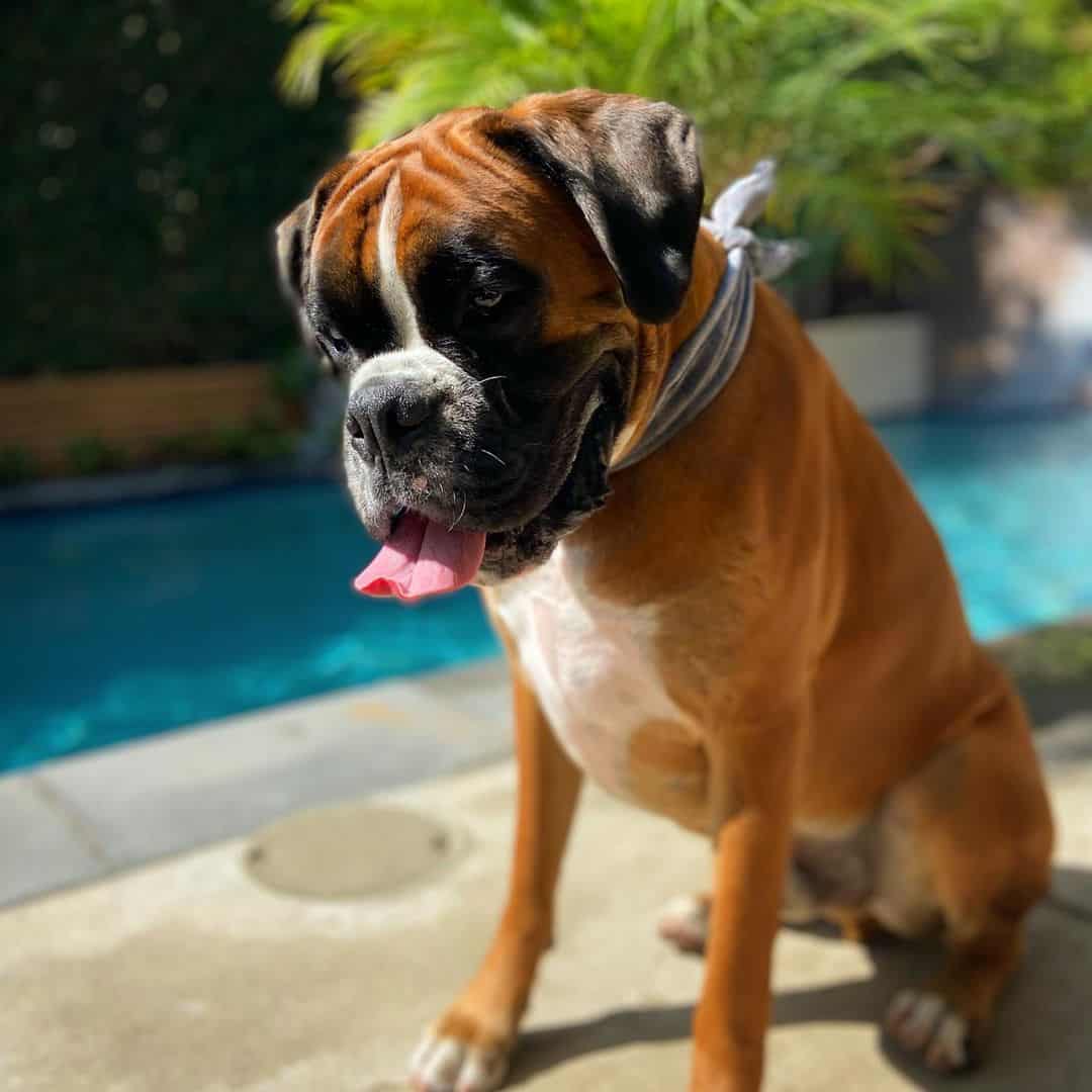 boxer de pie junto a la piscina