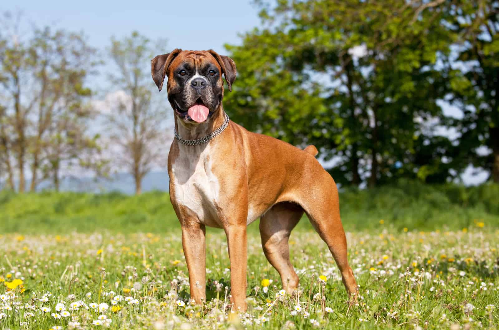 boxer de pie en hierba