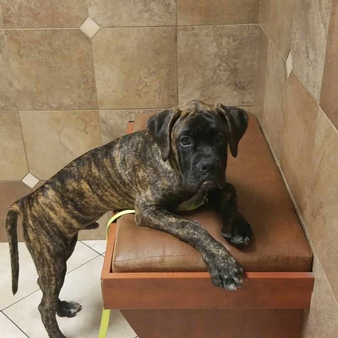 mezcla de bóxer y mastiff