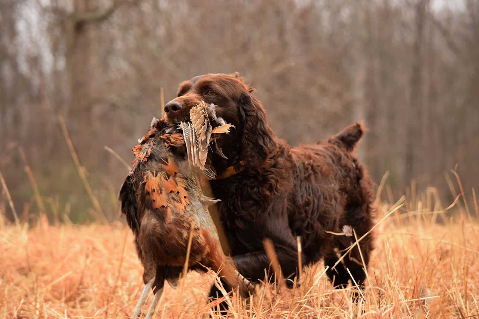 Boykin spaniel cazando