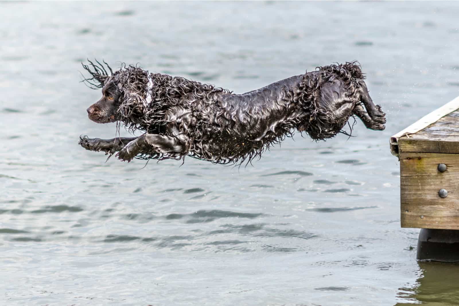 boykin spaniel saltando en el mar