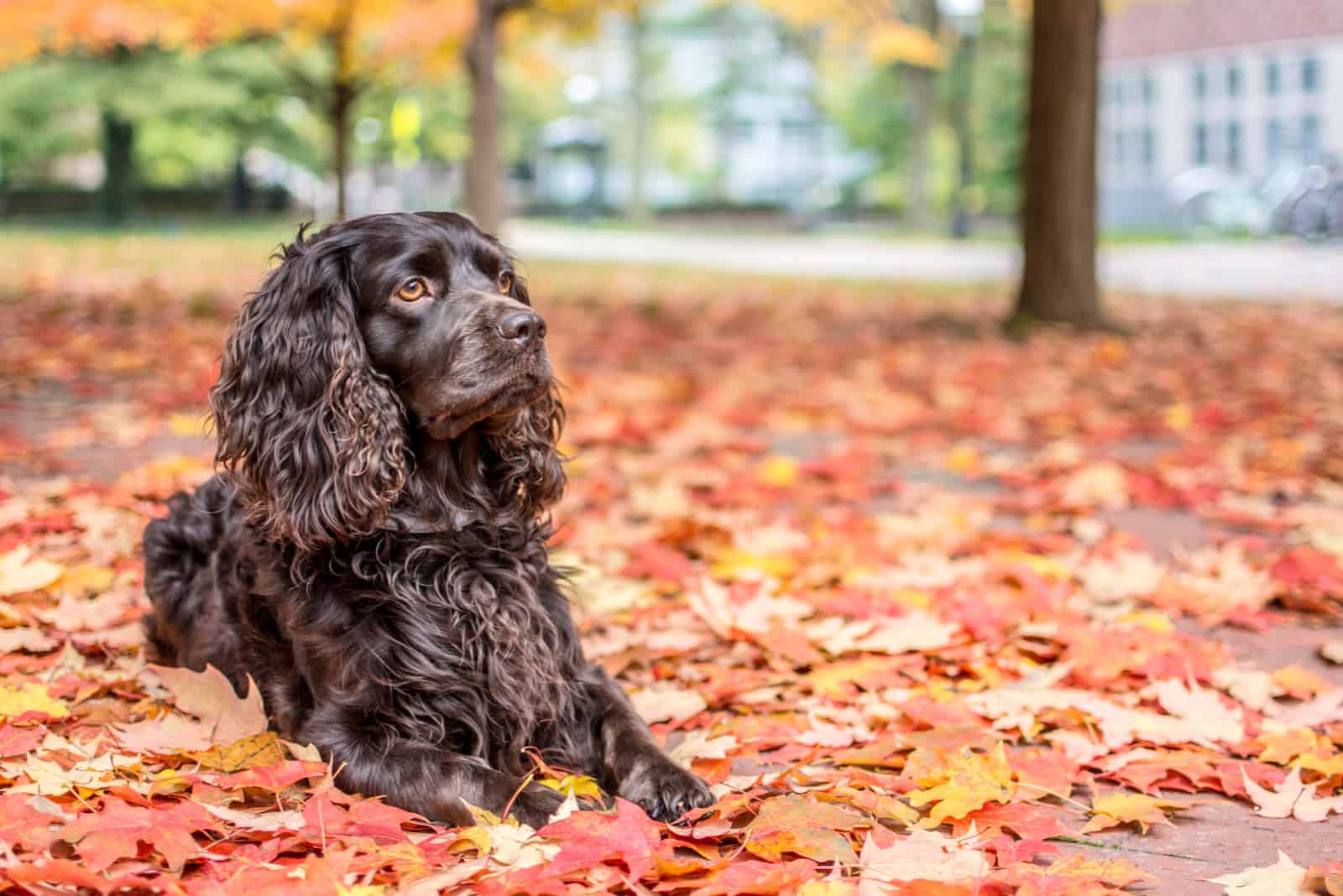 Boykin spaniel descansando en las hojas otoñales