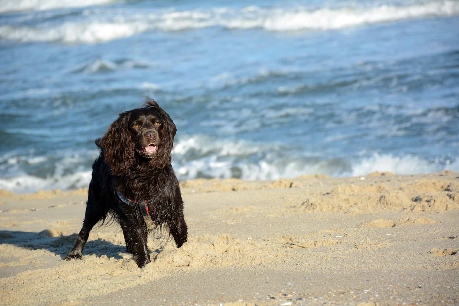 Boykin spaniel corriendo en la playa