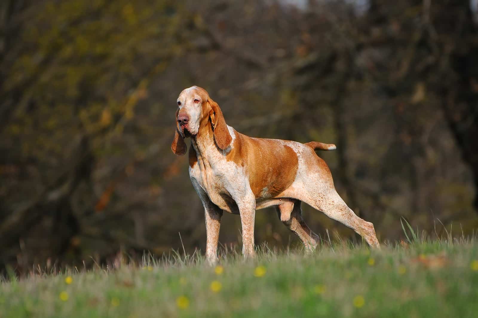 Perro Bracco Italiano en el parque