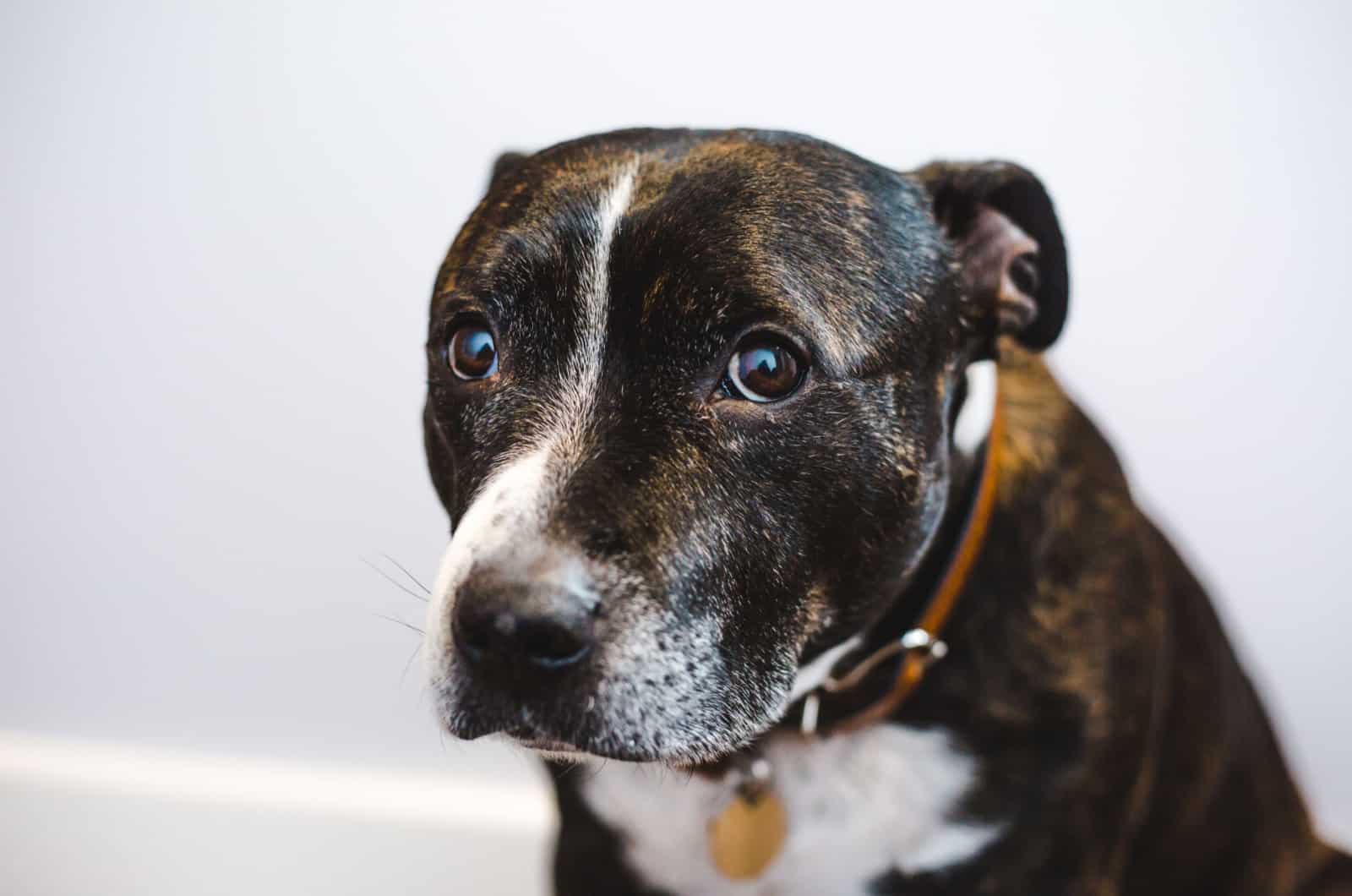 Staffordshire Bull Terrier Brindle y Blanco