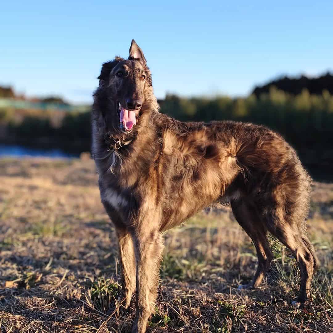 borzoi atigrado