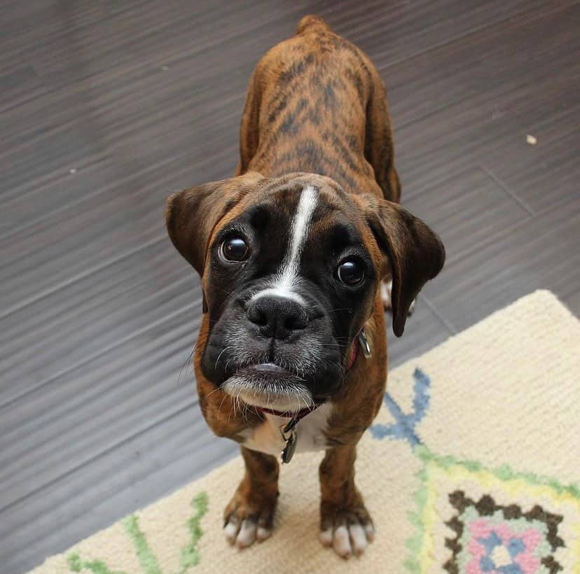 boxer atigrado mirando a la cámara