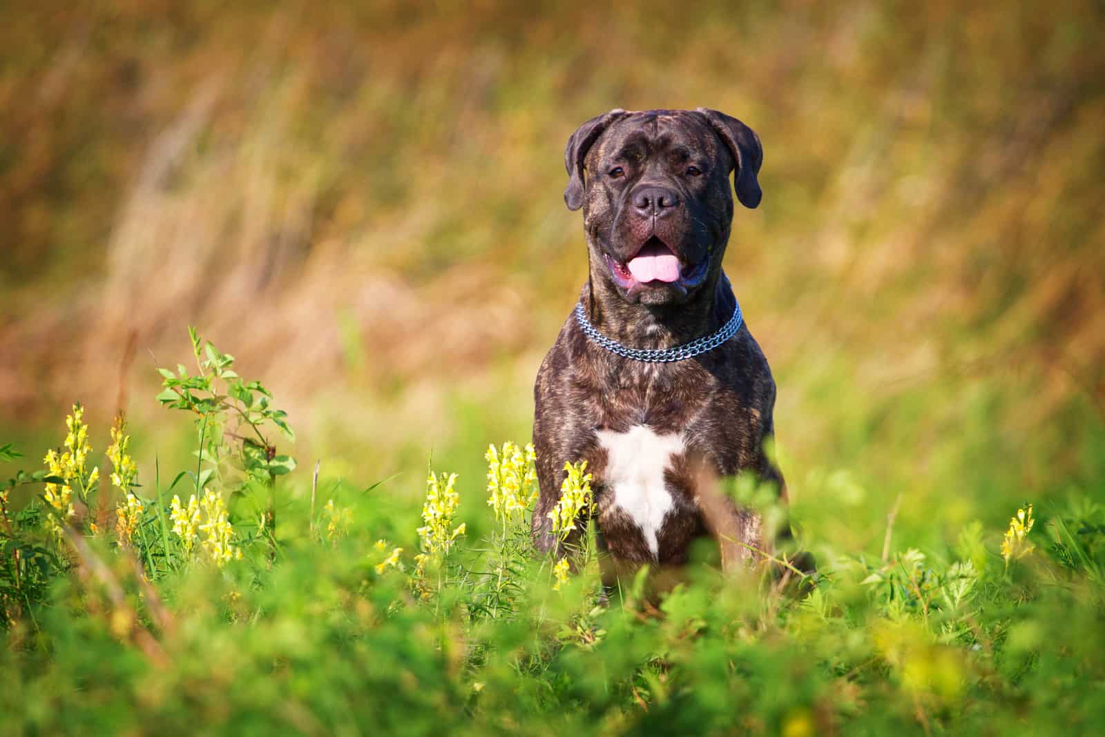 perro bullmastiff atigrado en la naturaleza