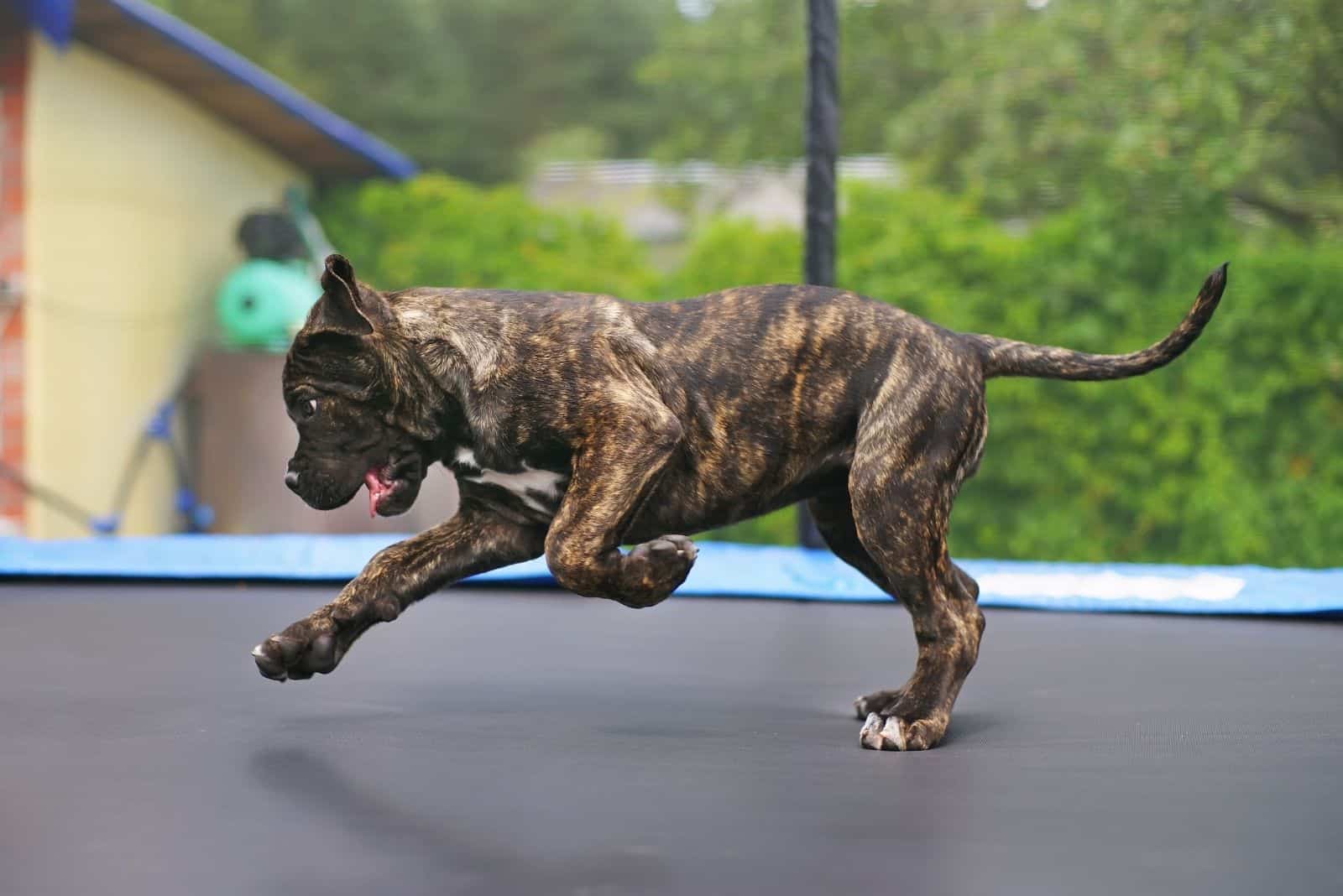 cachorro de cane corso atigrado saltando al aire libre en el trampolín