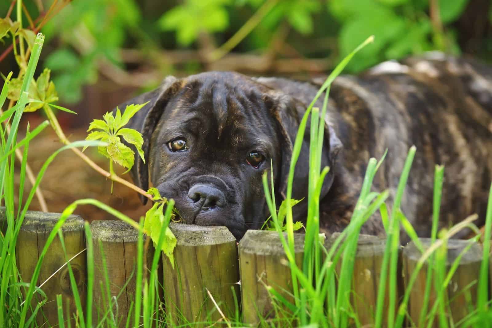 cachorro de cane corso atigrado acostado en el pasto