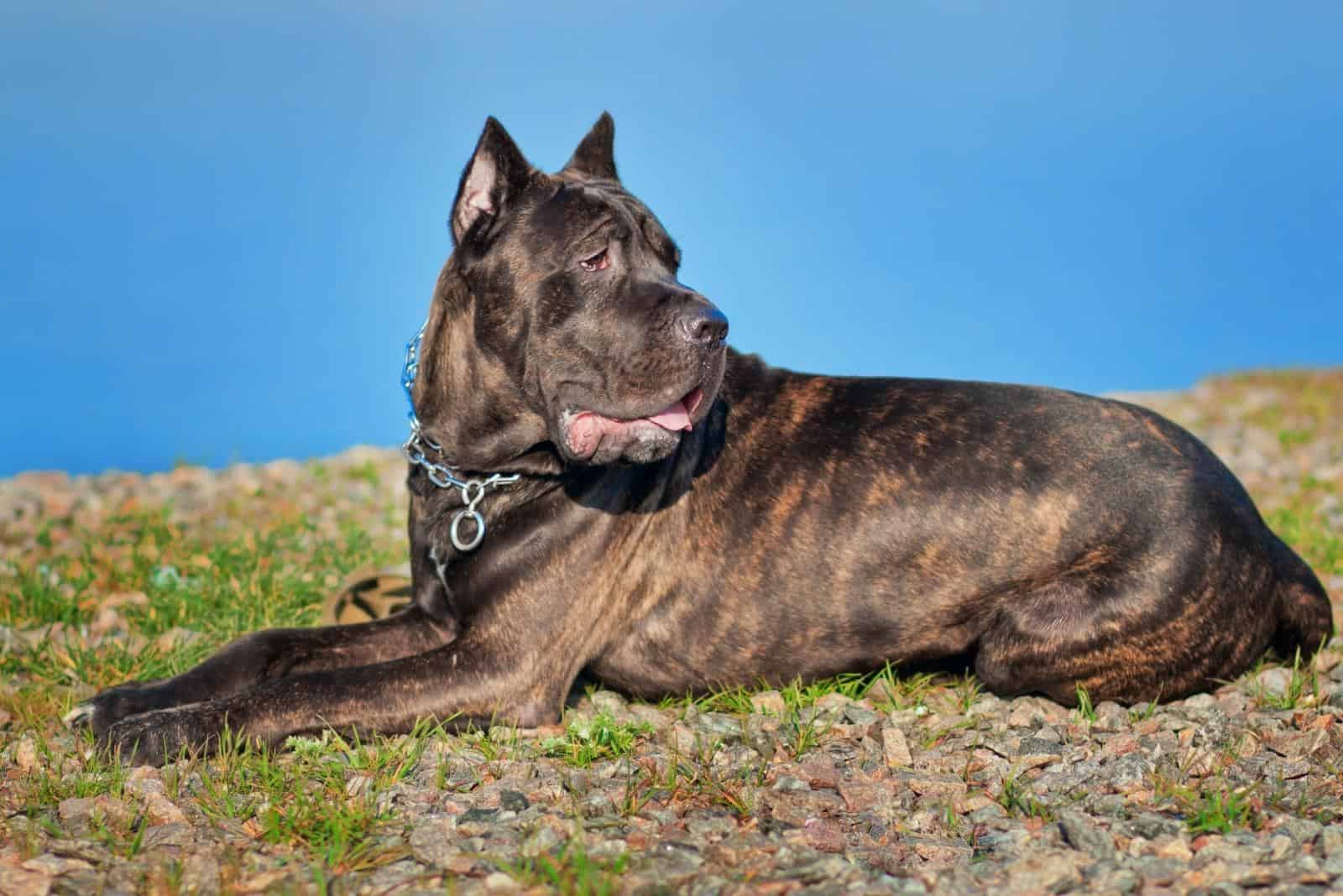 cane corso atigrado