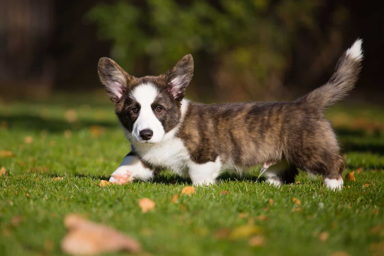 corgi atigrado fotografiado en el parque