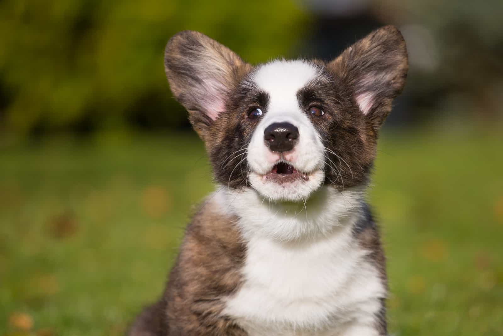 cachorro de corgi atigrado ladrando