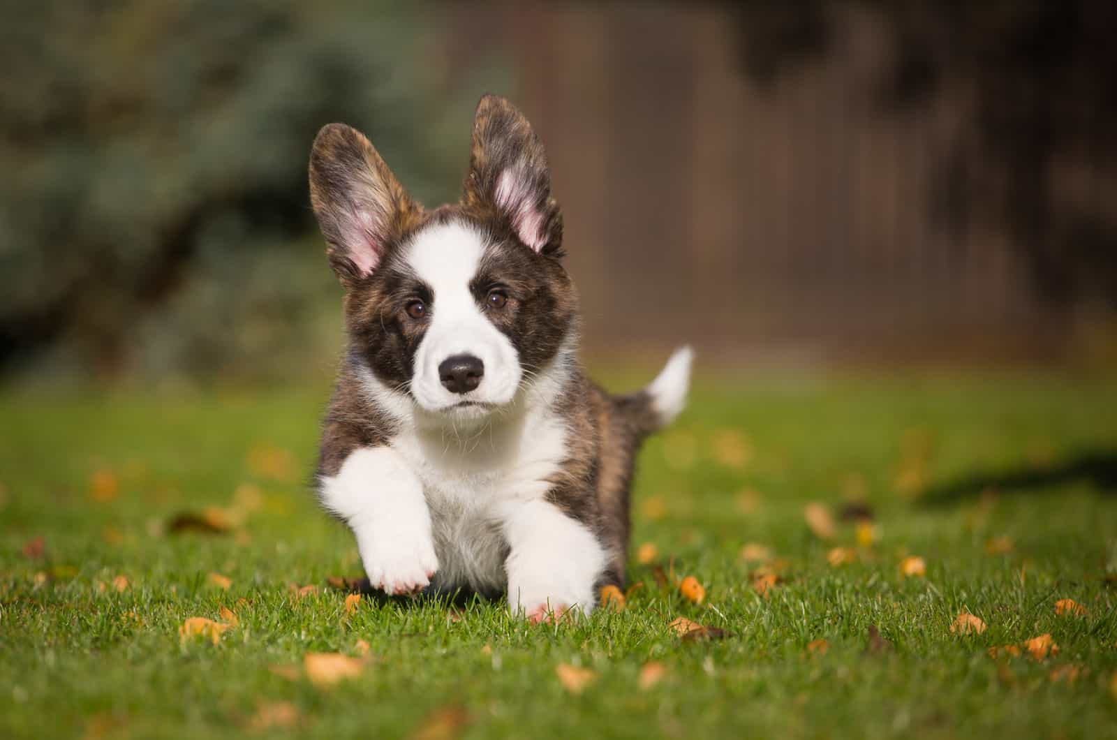 cachorro de corgi atigrado corriendo
