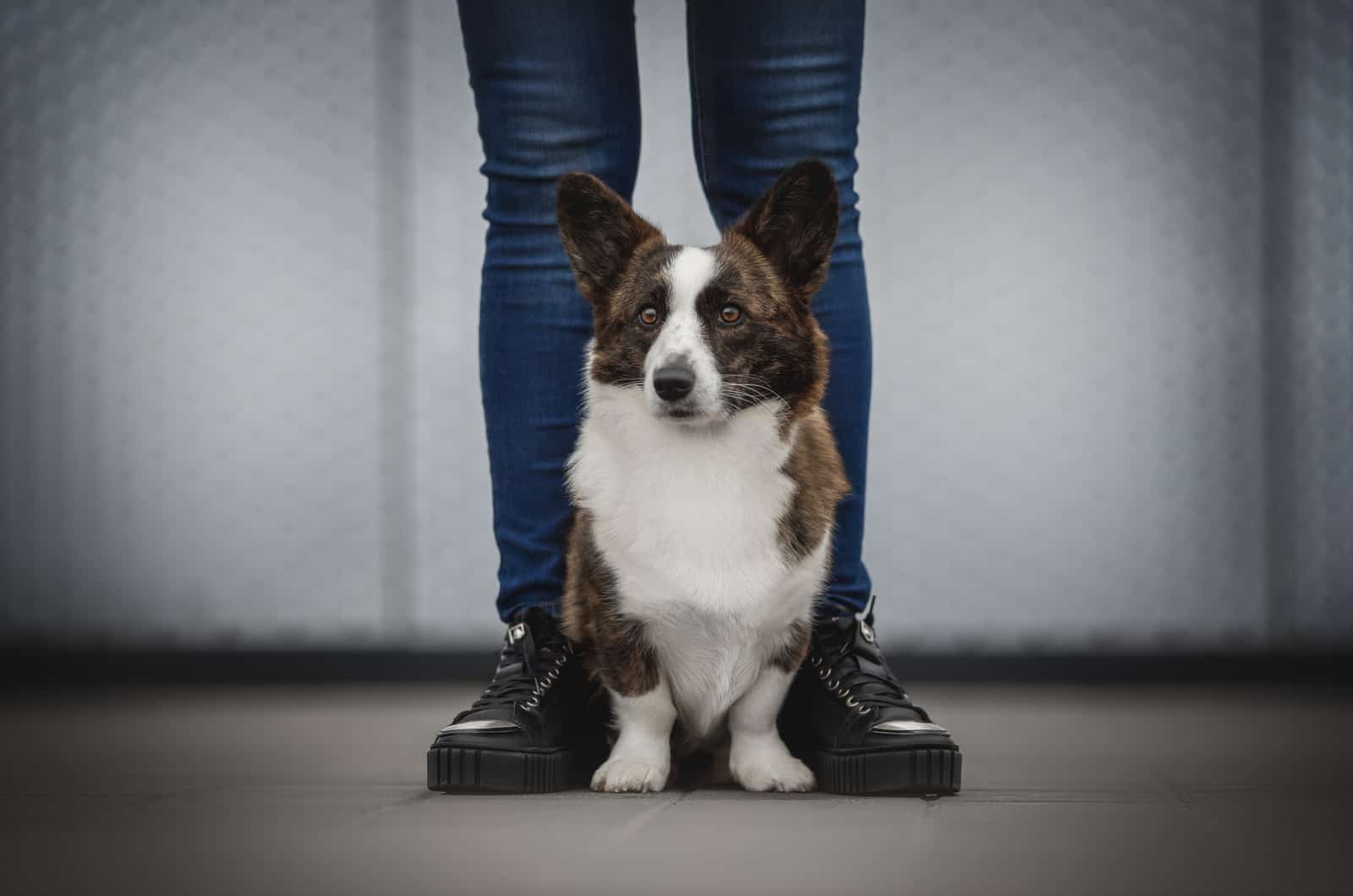 corgi atigrado sentado junto a los pies del dueño