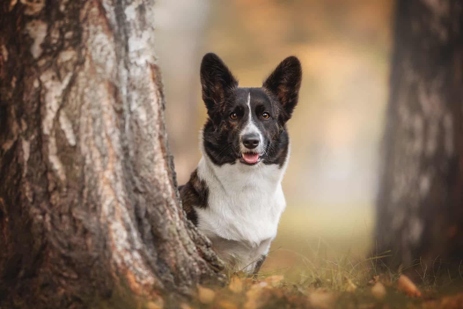 corgi atigrado detrás de un árbol