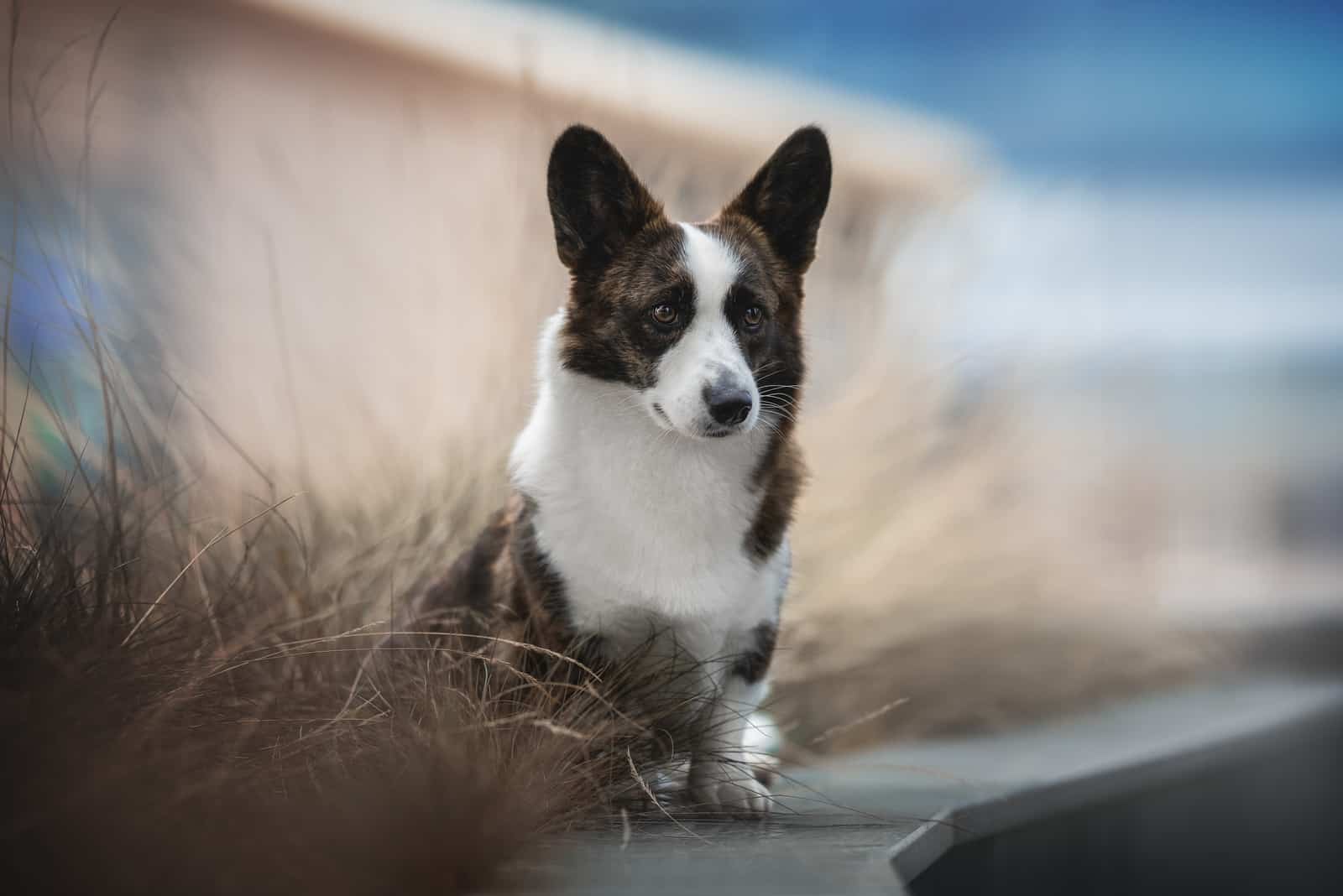 corgi atigrado