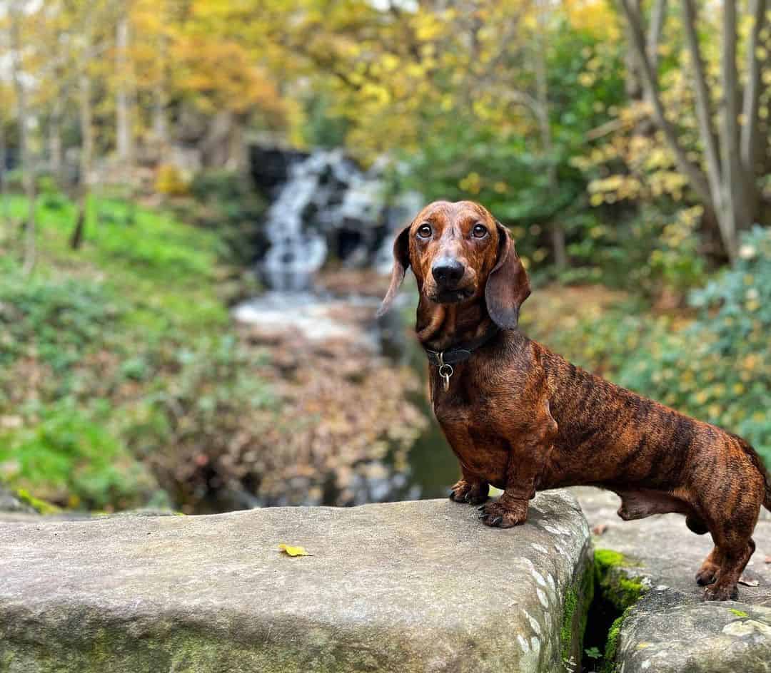 dachshund atigrado en la naturaleza
